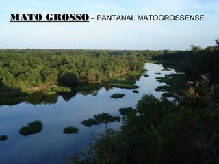 MATO GROSSOMATO GROSSO – PANTANAL MATOGROSSENSE
 
