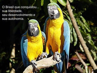 O Brasil que conquistou...
sua liberdade,
seu desenvolvimento e
sua autonomia.
 
