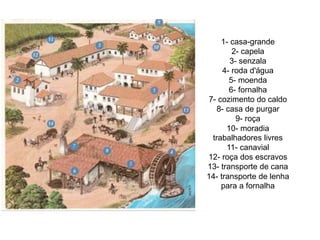 1- casa-grande
2- capela
3- senzala
4- roda d'água
5- moenda
6- fornalha
7- cozimento do caldo
8- casa de purgar
9- roça
10- moradia
trabalhadores livres
11- canavial
12- roça dos escravos
13- transporte de cana
14- transporte de lenha
para a fornalha