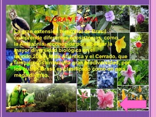 FLORA Y FAUNA
 La gran extensión territorial de Brasil
comprende diferentes ecosistemas, como
la Amazonia, reconocida por albergar la
mayor diversidad biológica en el
mundo,205 la Mata Atlántica y el Cerrado, que
también sustentan una gran biodiversidad, por
los cuales Brasil es clasificado como un país
mega diverso.
 