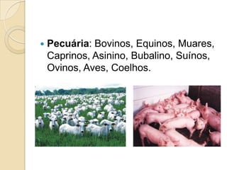  Pecuária: Bovinos, Equinos, Muares,
Caprinos, Asinino, Bubalino, Suínos,
Ovinos, Aves, Coelhos.
 