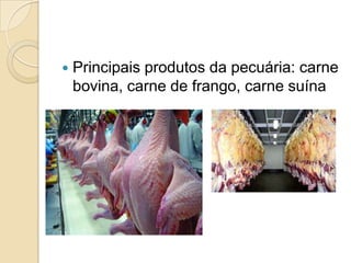  Principais produtos da pecuária: carne
bovina, carne de frango, carne suína
 