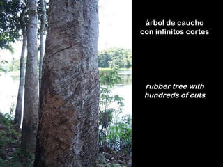 árbol de caucho con infinitos cortes rubber tree with hundreds of cuts 