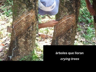 árboles que lloran crying trees 