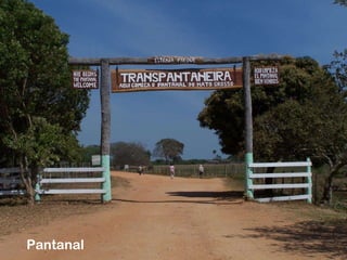 Pantanal 