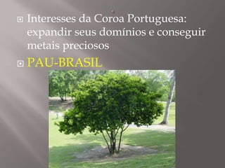  Interesses da Coroa Portuguesa:
expandir seus domínios e conseguir
metais preciosos
 PAU-BRASIL
 