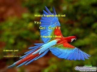 BeteMaciel - jan07 Música: Aquarela do Brasil Voz  Gal Costa Fotografias: Internet [email_address] 