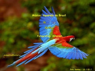 Jota Santos – 12 / 01 / 2007 Música: Aquarela do Brasil Voz  Gal Costa Fotografias: Internet [email_address] 