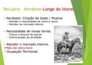 Pecuária – Nordeste-Longe do litoral
 Nordeste: Criação de Gado / Muares
 Atender a necessidade de carne e couro.
 Atender ao mercado interno.
 Necessidade de novas terras.
 Cresce a lavoura de açúcar.
 Interiorização da atividade.
 Atender o mercado interno.
Mão-de-obra livre
 Ocupação Territorial.
 