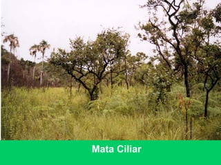 Mata Ciliar
 