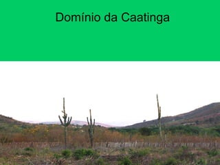 Domínio da Caatinga
 