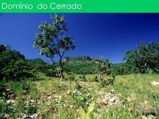 Domínio  do Cerrado 
