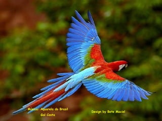 Design by Bete Maciel Música: Aquarela do Brasil Gal Costa 