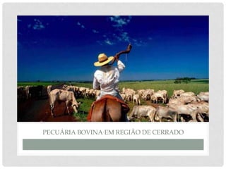 PECUÁRIA BOVINA EM REGIÃO DE CERRADO
 