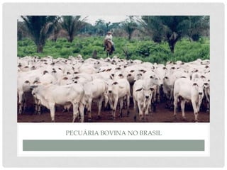 PECUÁRIA BOVINA NO BRASIL
 