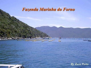 Fazenda Marinha do Forno By Zeca Porto 