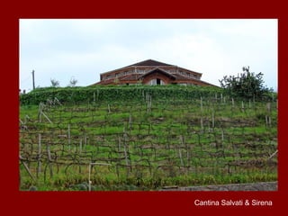 Cantina Salvati & Sirena
 