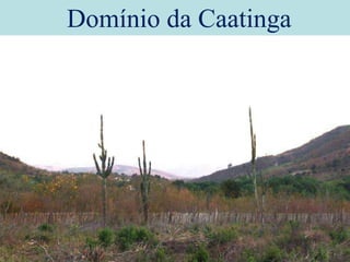 Domínio da Caatinga