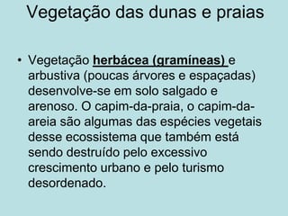 Vegetação das dunas e praiasVegetação herbácea (gramíneas) e arbustiva (poucas árvores e espaçadas) desenvolve-se em solo salgado e arenoso. O capim-da-praia, o capim-da- areia são algumas das espécies vegetais desse ecossistema que também está sendo destruído pelo excessivo crescimento urbano e pelo turismo desordenado. 