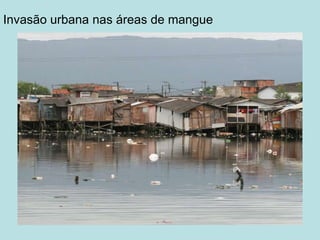 Invasão urbana nas áreas de mangue