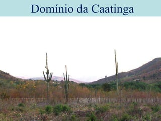 Domínio da Caatinga
 