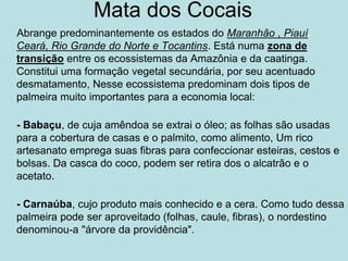 Mata dos Cocais
Abrange predominantemente os estados do Maranhão , Piauí
Ceará, Rio Grande do Norte e Tocantins. Está numa zona de
transição entre os ecossistemas da Amazônia e da caatinga.
Constitui uma formação vegetal secundária, por seu acentuado
desmatamento, Nesse ecossistema predominam dois tipos de
palmeira muito importantes para a economia local:
- Babaçu, de cuja amêndoa se extrai o óleo; as folhas são usadas
para a cobertura de casas e o palmito, como alimento, Um rico
artesanato emprega suas fibras para confeccionar esteiras, cestos e
bolsas. Da casca do coco, podem ser retira dos o alcatrão e o
acetato.
- Carnaúba, cujo produto mais conhecido e a cera. Como tudo dessa
palmeira pode ser aproveitado (folhas, caule, fibras), o nordestino
denominou-a "árvore da providência".
 