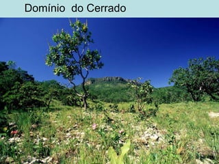 Domínio do Cerrado
 