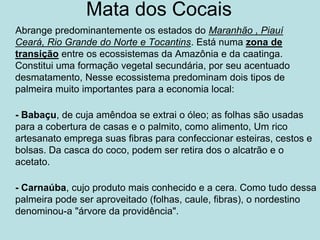 Mata dos Cocais
Abrange predominantemente os estados do Maranhão , Piauí
Ceará, Rio Grande do Norte e Tocantins. Está numa zona de
transição entre os ecossistemas da Amazônia e da caatinga.
Constitui uma formação vegetal secundária, por seu acentuado
desmatamento, Nesse ecossistema predominam dois tipos de
palmeira muito importantes para a economia local:

- Babaçu, de cuja amêndoa se extrai o óleo; as folhas são usadas
para a cobertura de casas e o palmito, como alimento, Um rico
artesanato emprega suas fibras para confeccionar esteiras, cestos e
bolsas. Da casca do coco, podem ser retira dos o alcatrão e o
acetato.

- Carnaúba, cujo produto mais conhecido e a cera. Como tudo dessa
palmeira pode ser aproveitado (folhas, caule, fibras), o nordestino
denominou-a "árvore da providência".
 