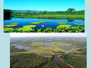Brasil – domínios morfoclimáticos