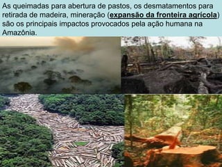 As queimadas para abertura de pastos, os desmatamentos para
retirada de madeira, mineração (expansão da fronteira agrícola)
são os principais impactos provocados pela ação humana na
Amazônia.
 
