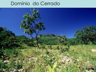 Domínio do Cerrado
 