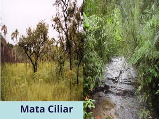 Mata Ciliar
 