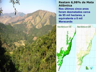 Restam 6,98% de Mata
Atlântica
Nos últimos cinco anos
foram desmatados cerca
de 95 mil hectares, o
equivalente a 8 mil
Maracanãs
 