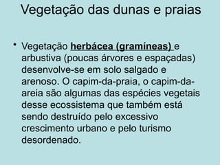 Vegetação das dunas e praias
• Vegetação herbácea (gramíneas) e
arbustiva (poucas árvores e espaçadas)
desenvolve-se em solo salgado e
arenoso. O capim-da-praia, o capim-da-
areia são algumas das espécies vegetais
desse ecossistema que também está
sendo destruído pelo excessivo
crescimento urbano e pelo turismo
desordenado.
 