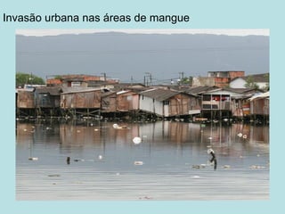 Invasão urbana nas áreas de mangue
 