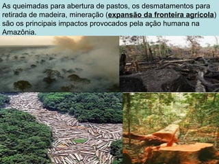 As queimadas para abertura de pastos, os desmatamentos para
retirada de madeira, mineração (expansão da fronteira agrícola)
são os principais impactos provocados pela ação humana na
Amazônia.
 