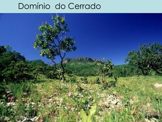 Domínio do Cerrado
 