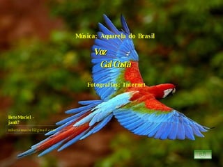 BeteMaciel - jan07 Música: Aquarela do Brasil Voz  Gal Costa Fotografias: Internet [email_address] 