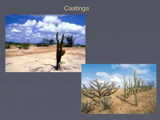 CaatingaCaatinga
 