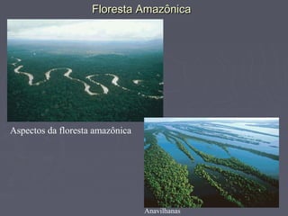 Floresta AmazônicaFloresta Amazônica
Aspectos da floresta amazônica
Anavilhanas
 