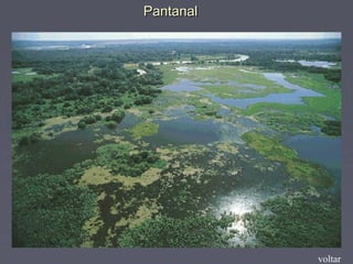PantanalPantanal
voltar
 