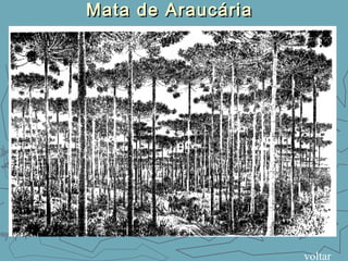 Mata de AraucáriaMata de Araucária
voltar
 
