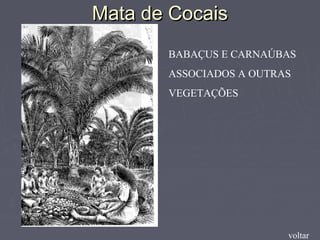 Mata de CocaisMata de Cocais
voltar
BABAÇUS E CARNAÚBAS
ASSOCIADOS A OUTRAS
VEGETAÇÕES
 
