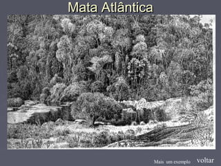 Mata AtlânticaMata Atlântica
voltarMais um exemplo
 