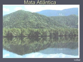 Mata AtlânticaMata Atlântica
voltar
 