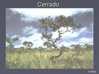 CerradoCerrado
voltar
 