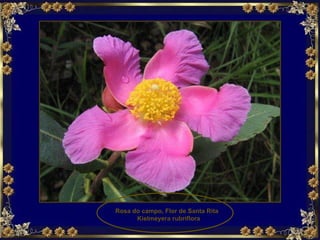 Rosa do campo, Flor de Santa Rita  Kielmeyera rubriflora 