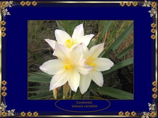 Candombá  Vellozia variabilis 