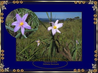 Canela-de-ema  Vellozia flavicans 