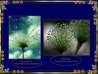 Chuveirinho  Paepalanthus acanthophyllus Sombreiro  Paepalanthus Spenciosus 